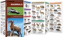 Natuurgids Mammals : An Introduction to Familiar North American Species | Waterford Press