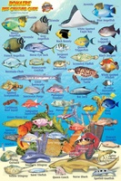 BONAIRE MINI FISH CARD