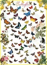 Legpuzzel Butterflies - Vlinders | Eurographics