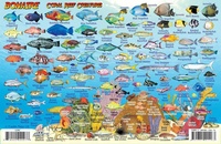 Fish Card Bonaire Dive Sites & Fish ID Card / Coral Reef Creatures