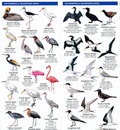 Vogelgids - Natuurgids Cuba birds | Waterford Press