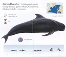 Natuurgids Hvalakort Walviskaart Ijsland | Mal og Menning