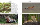 Natuurgids a Naturalist's guide to the Mammals of India | John Beaufoy