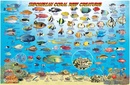 Waterkaart Fish Card Bali Dive Guide & Fish ID Card / Indonesian Coral Reef Creatures | Franko Maps