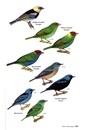 Vogelgids Birds of Nicaragua - a field guide | Zona Tropical