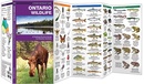 Natuurgids Ontario Wildlife | Waterford Press