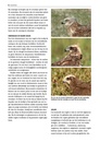 Vogelgids Alle vogels van Europa | KNNV Uitgeverij