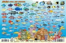 Waterkaart Fish Card Aruba Dive Sites & Fish ID Card / Coral Reef Creatures | Franko Maps