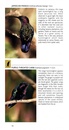 Vogelgids - Natuurgids Pocket Photo Guide Birds of the West Indies | Bloomsbury