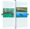 Natuurgids Pocket Photo Guide Mammals of South-East Asia | Bloomsbury