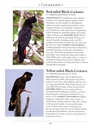 Vogelgids a Naturalist's guide to the Birds of Australia | John Beaufoy
