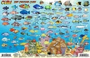 Waterkaart Fish Card Cuba Sea Dive Sites & Fish ID Card / Coral Reef Creatures | Franko Maps