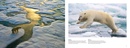 Fotoboek Arctic | Amber Books